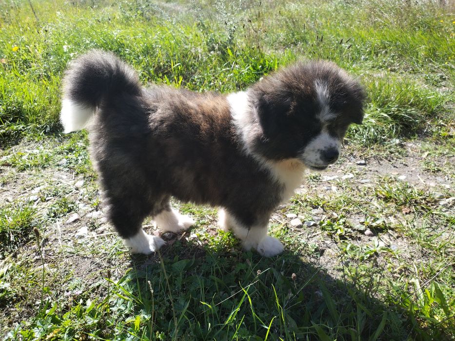 Długowłose Szczenię Japońska Akita Inu