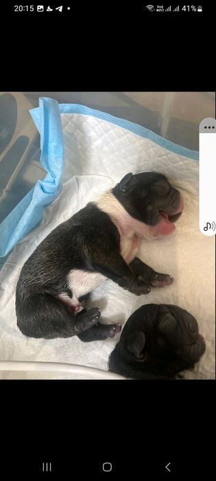 Французкий бульдог, мальчик.  Соответствует стандартам.