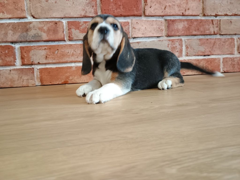 Piesek Beagle ZKWP FCI