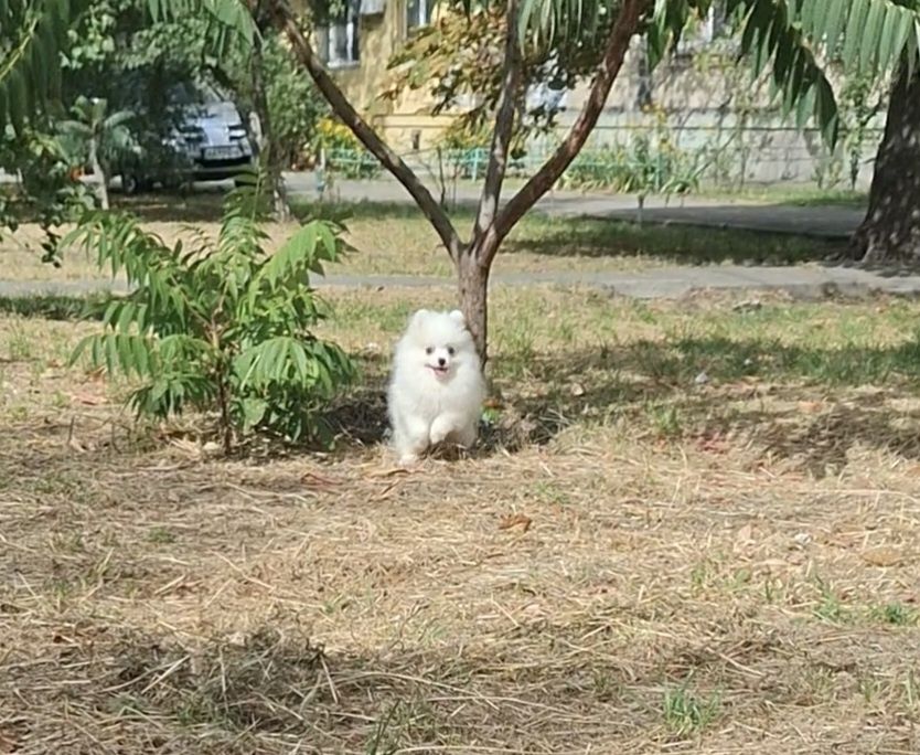 Белая пушинка! Померашка на ладошку! Лучший подарок Любимой! Киев.