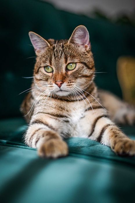 Loluś do adopcji