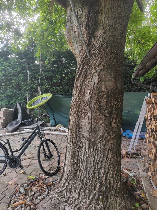 Drzewo orzech włoski bardzo duży