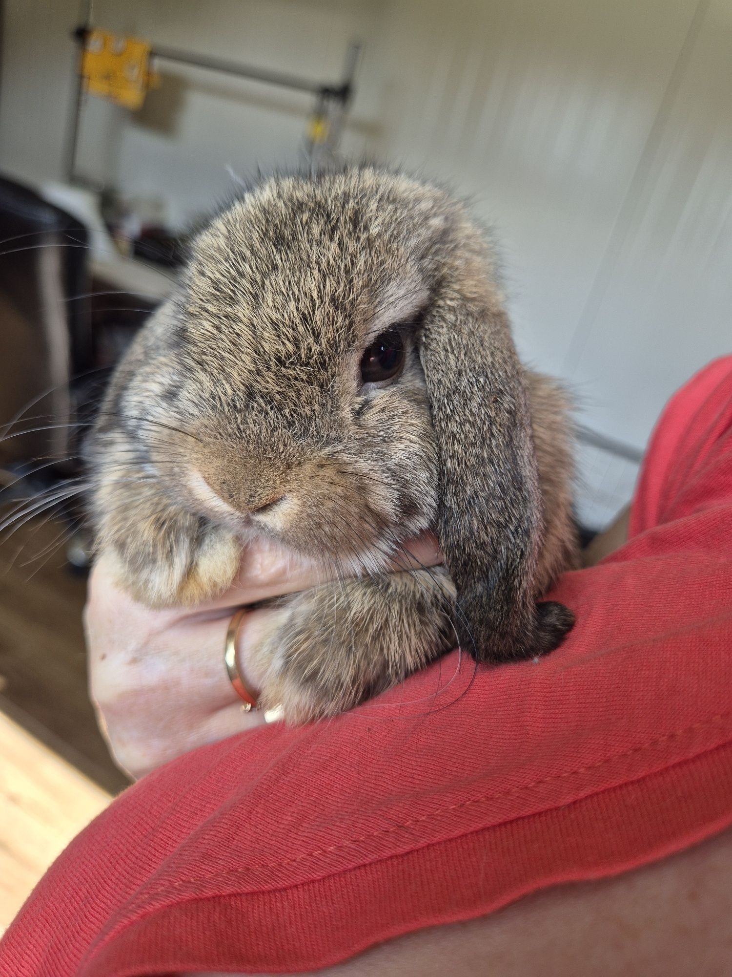 Króliczki Mini Lop
