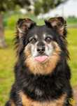 Otto radosny i puszysty pies do adopcji