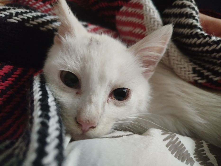 Котик у добрі руки хлопчик 3 місяці турецька ангора білий