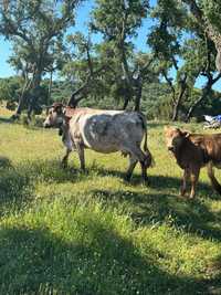 Vacas para venda