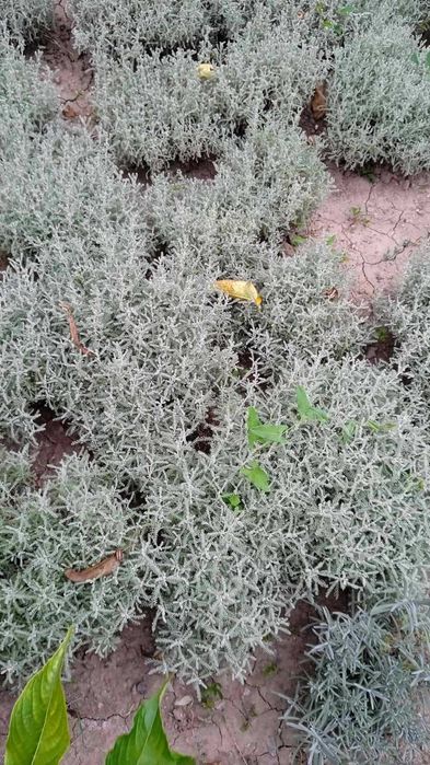 Декоративные кустарники и многолетники. Лавандин, перовския, шалфей