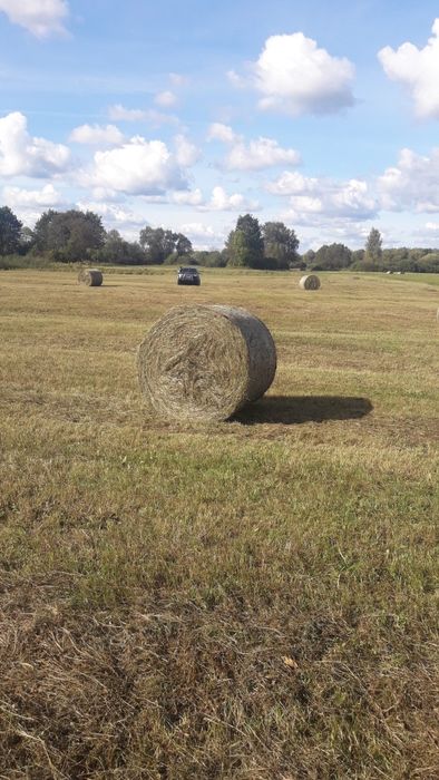Siano naturalne pogodne bele dla koni krów I pokos 2025