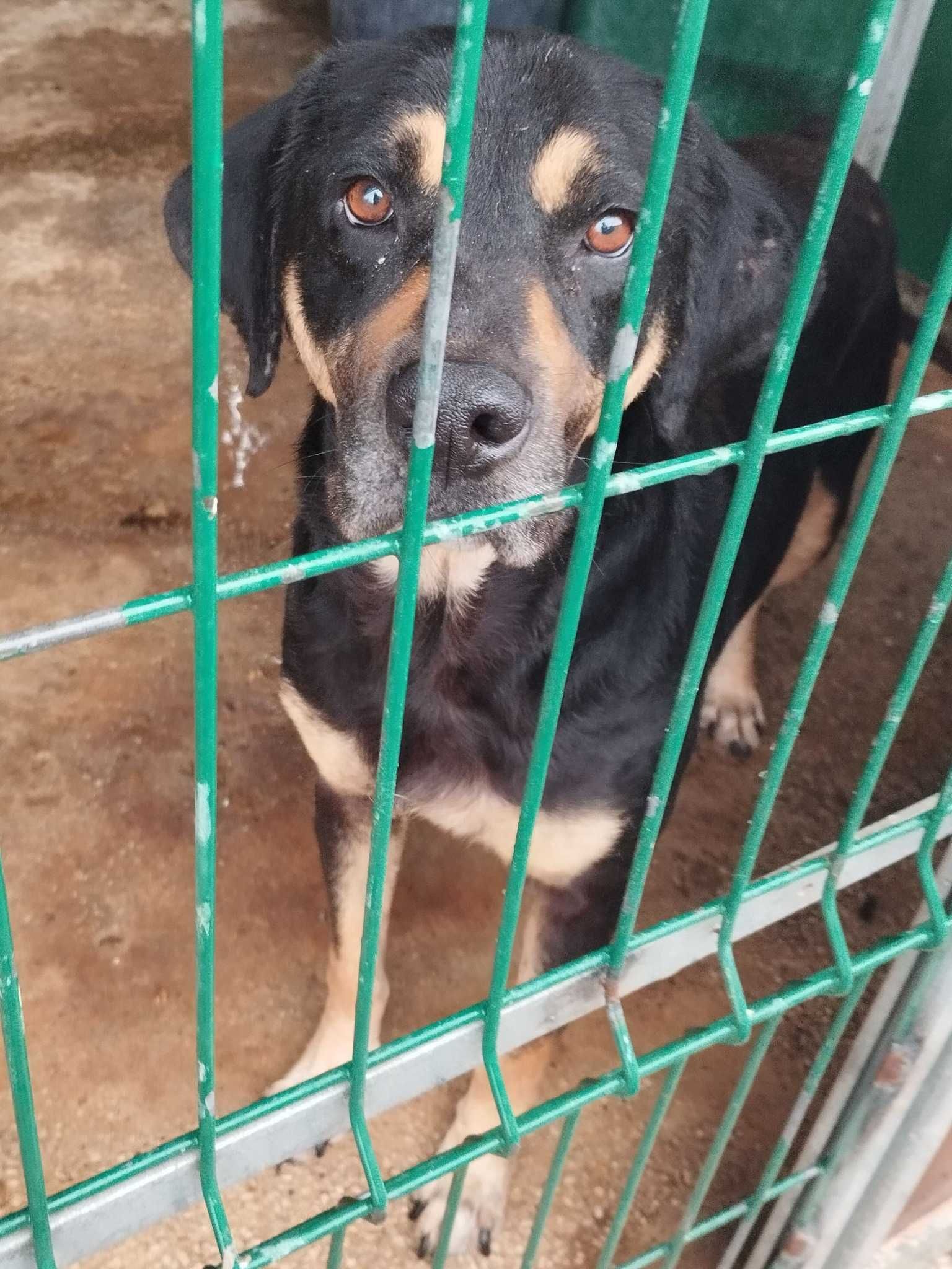 RUCCA (Macho, 2 Anos) Para Adopção