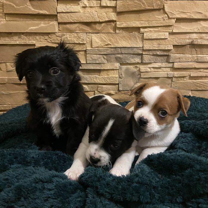 Oddam małe pieski w dobre ręce :)