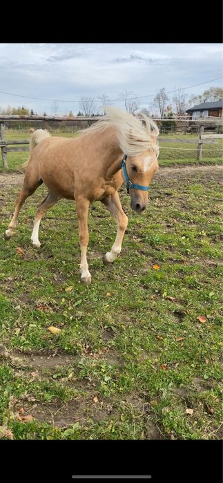 Kuc walijski sekcja C czempion ogier