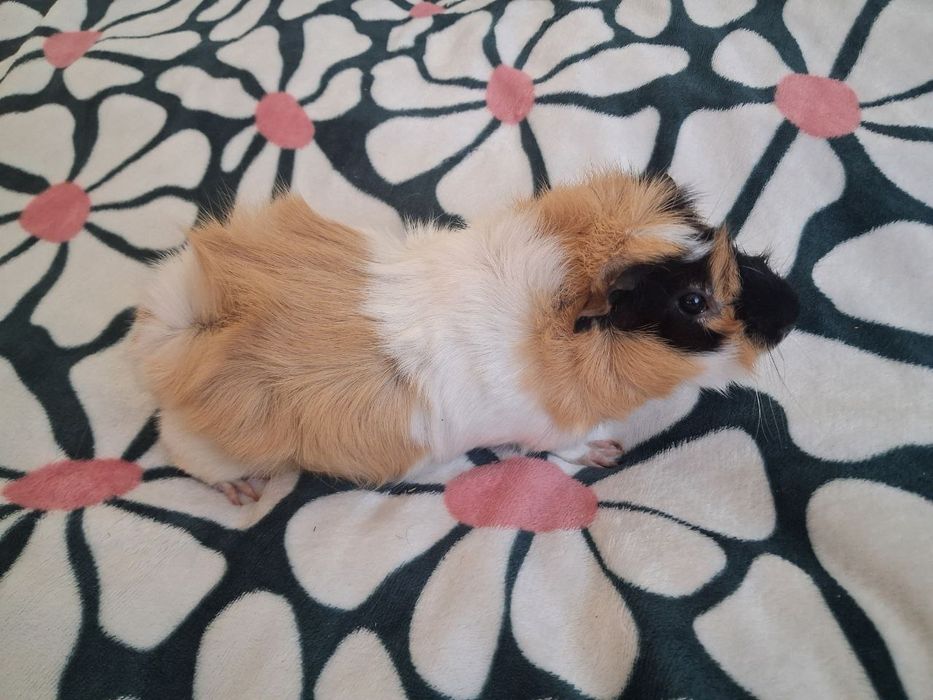 Świnki morskie 2 chłopców