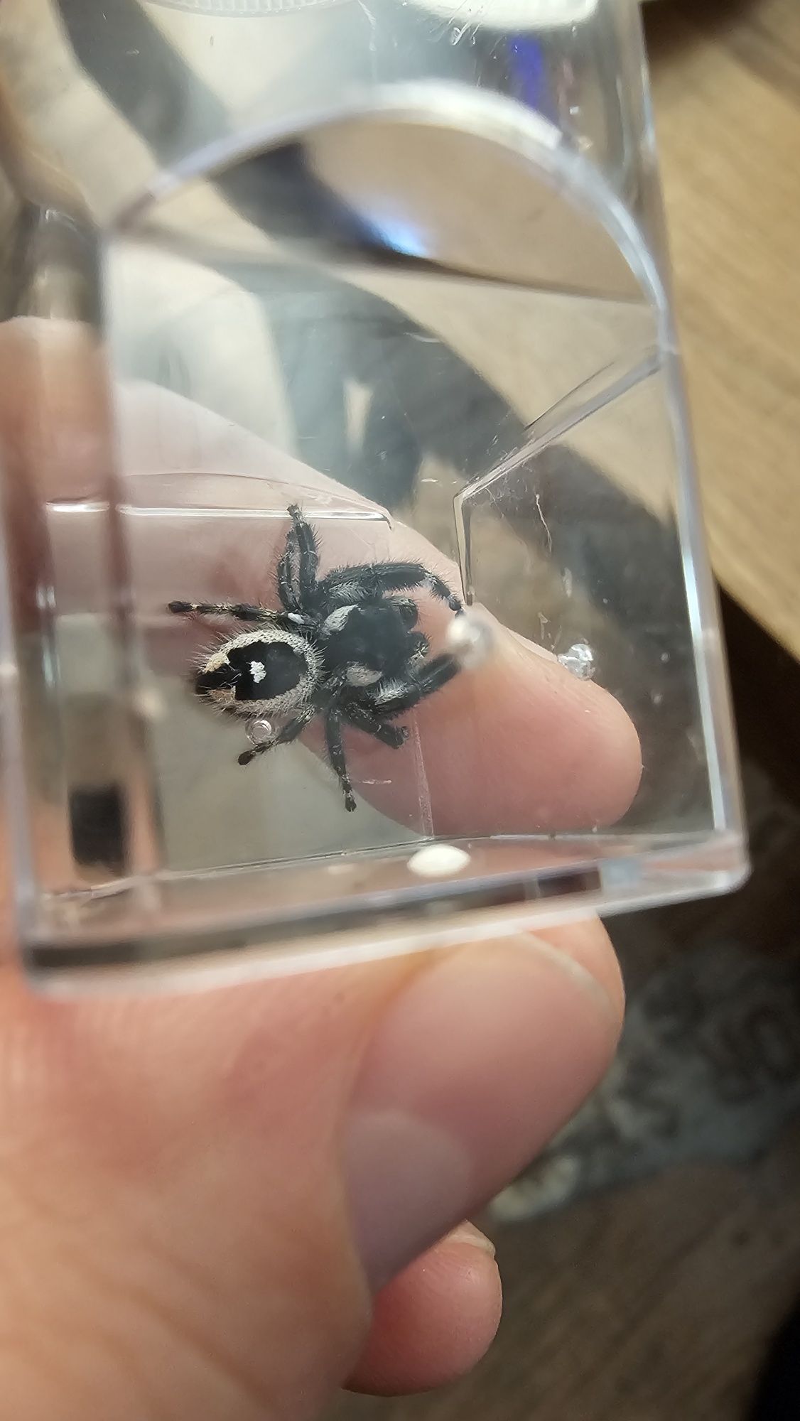 Skakun Phidippus audax bryantae Oregon L3-L4