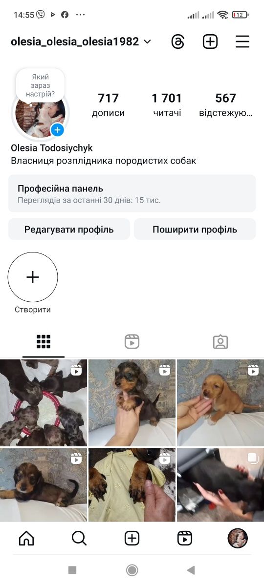 Щикарнючі кролячі таксята шоколадним мрамор , шоколадні.