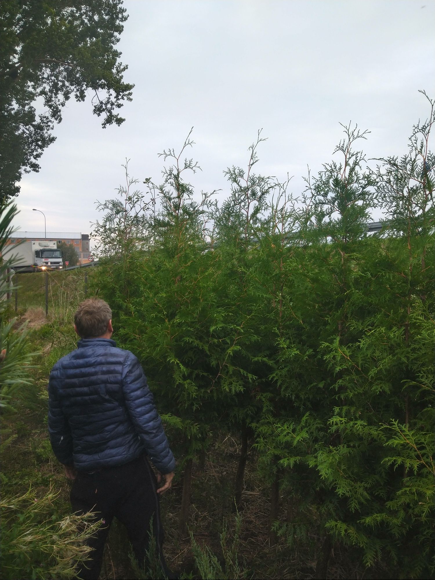 Thuja  Brabant 3m. Tuja Producent Tanio Okazjia Promocja