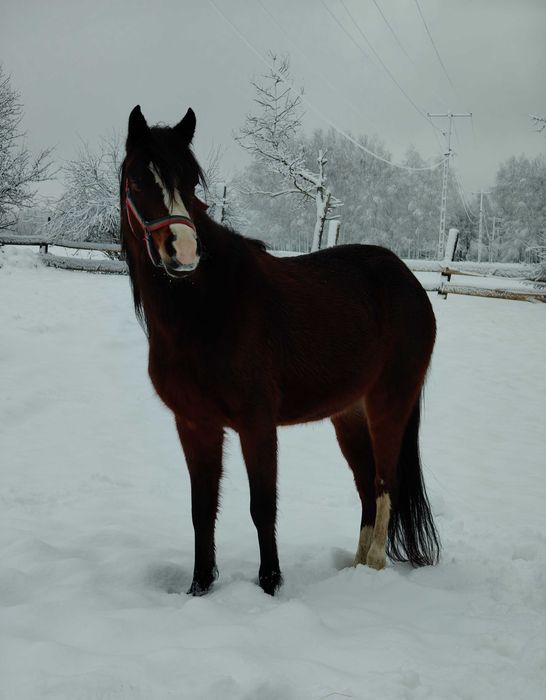 Klacz kuc, sport rekreacja, hodowla