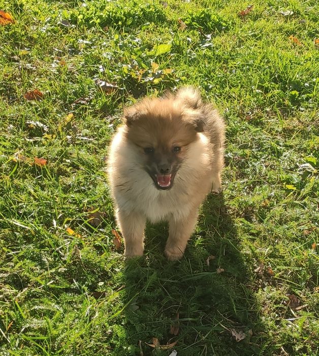 Szpic średni suczka