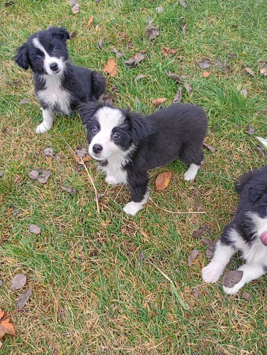 Border Collie śliczny szczeniaczek