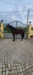 Cavalo cruzado 9 anos 1.61