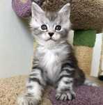Красивые котята мейн-кун