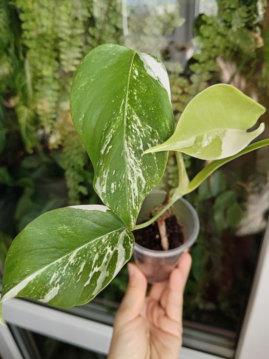 Монстера варієгатна Альба