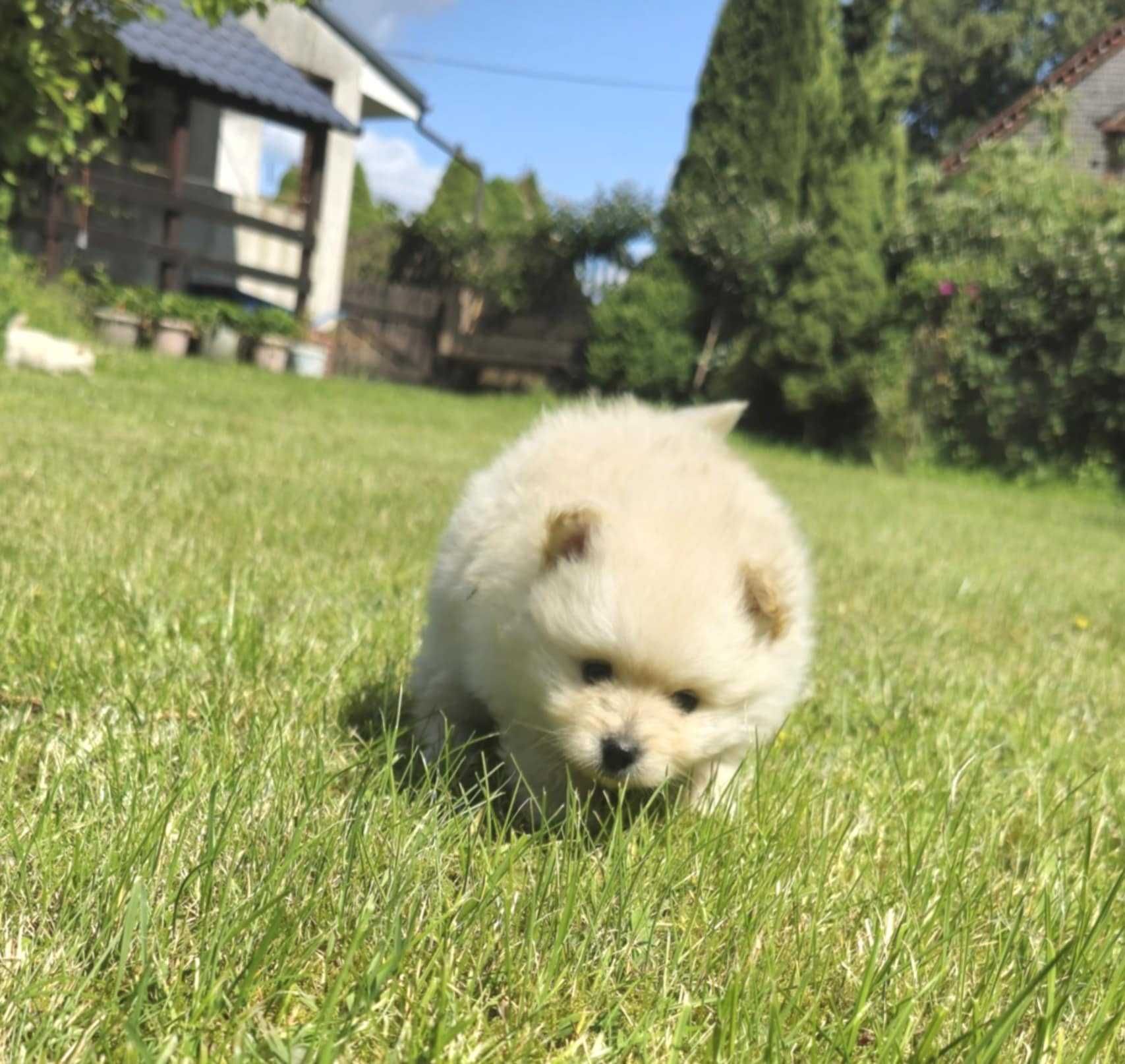 pomeranian, szpic miniaturowy biała suczka