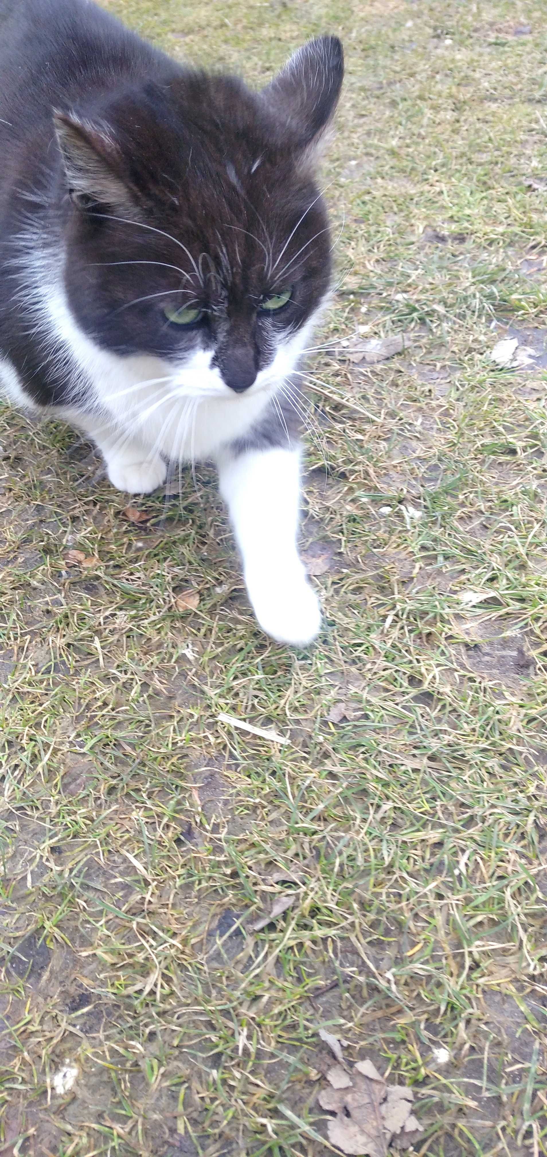 Wysterylizowana Malinka Kuleczka za darmo