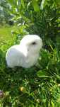 Królik rasy Mini Lop