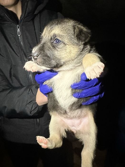 Їх до неділі треба забрати звідти