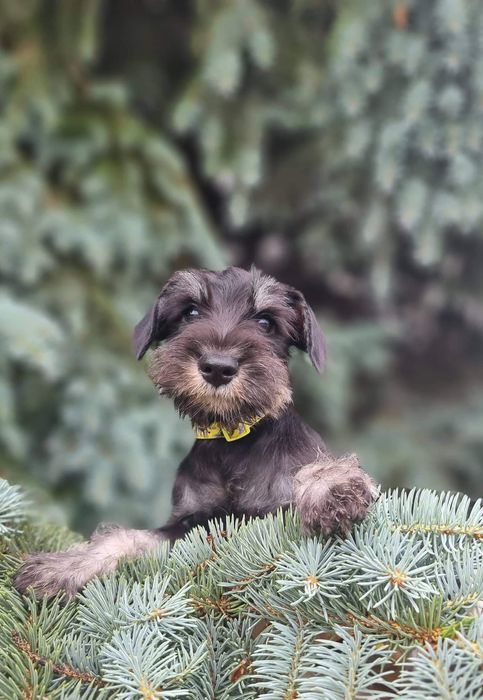 Цуценята цвергшнауцера