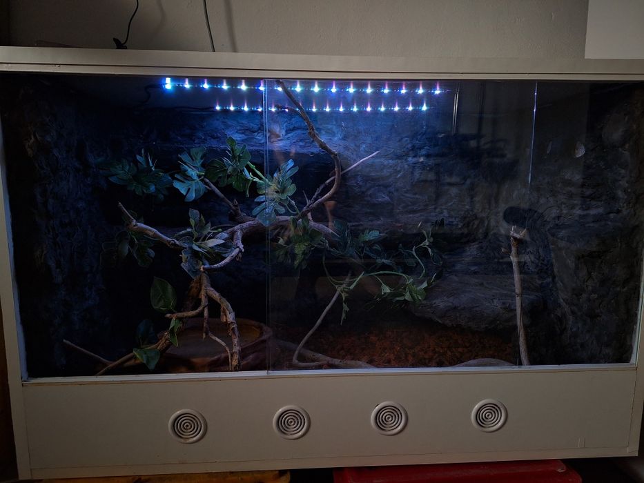 Terrarium wąż jaszczurka gekon