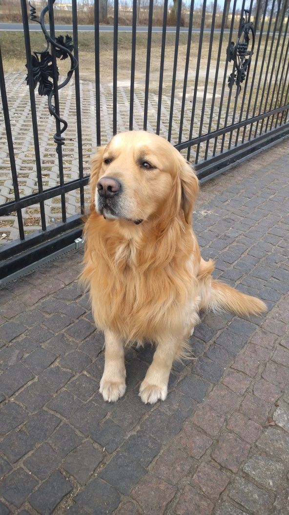 Golden retriever REPRODUKTOR