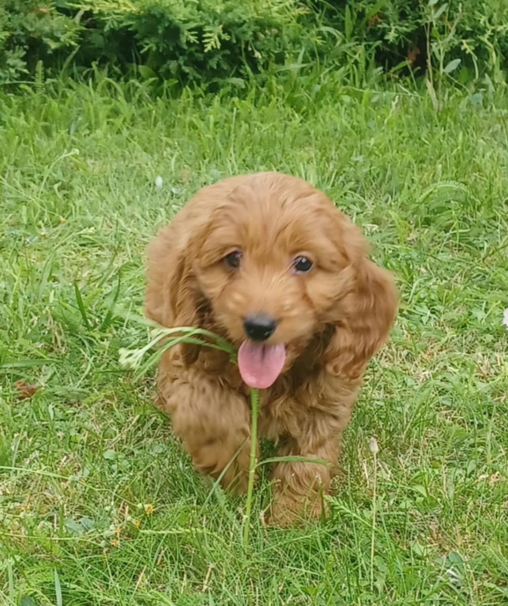 Śliczna suczka cockapoo