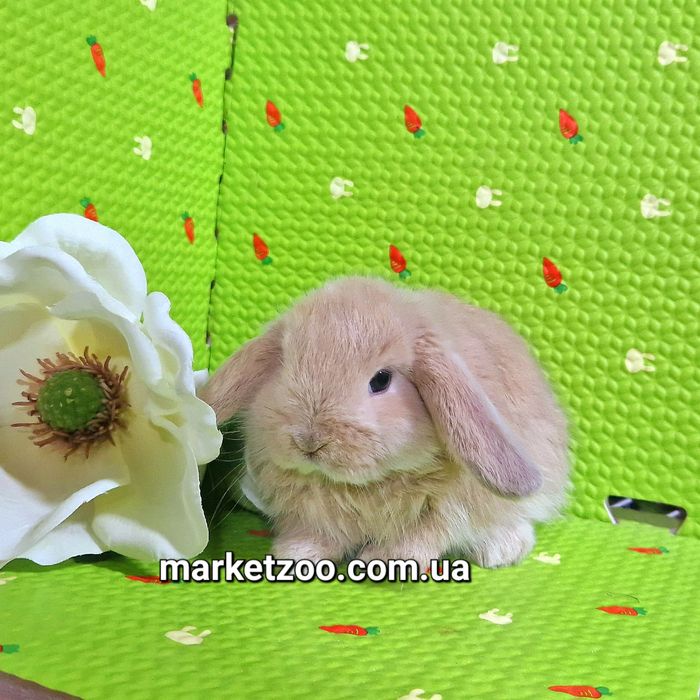 Мини баранчики вислоухие карликовые кролики mini lop крем