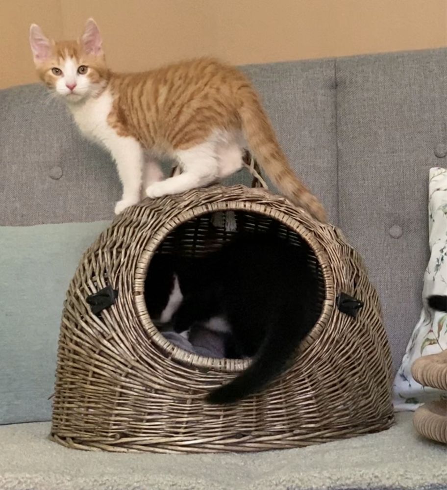 Kotek do adopcji - Omlet -