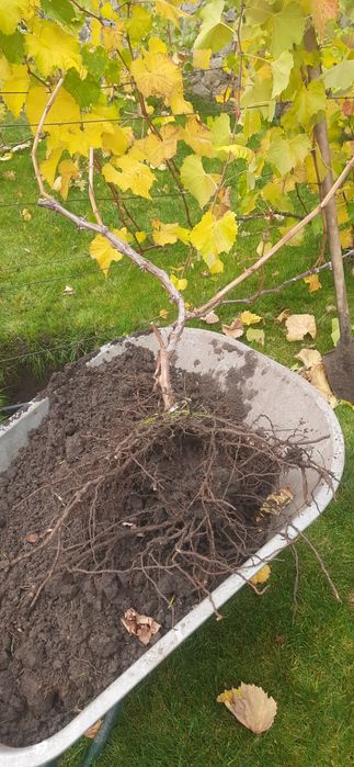 Продам 2хрічні саджанці винограду