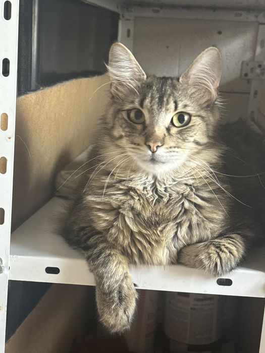 Котик в добрі руки