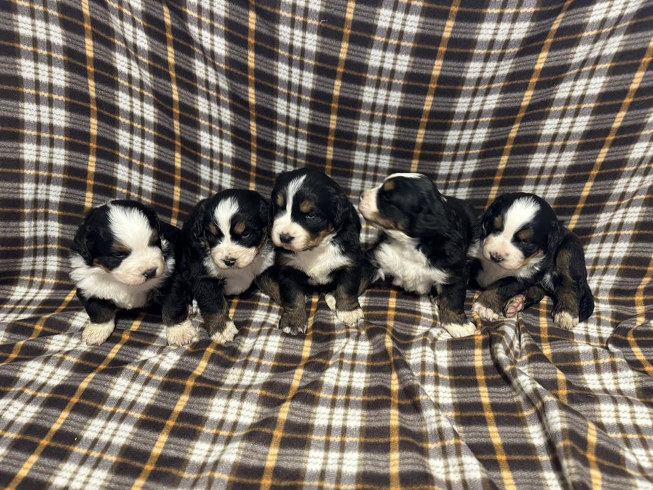 Bernenski pies pasterski