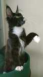 Pitagorio Royal Cats Lily Pl