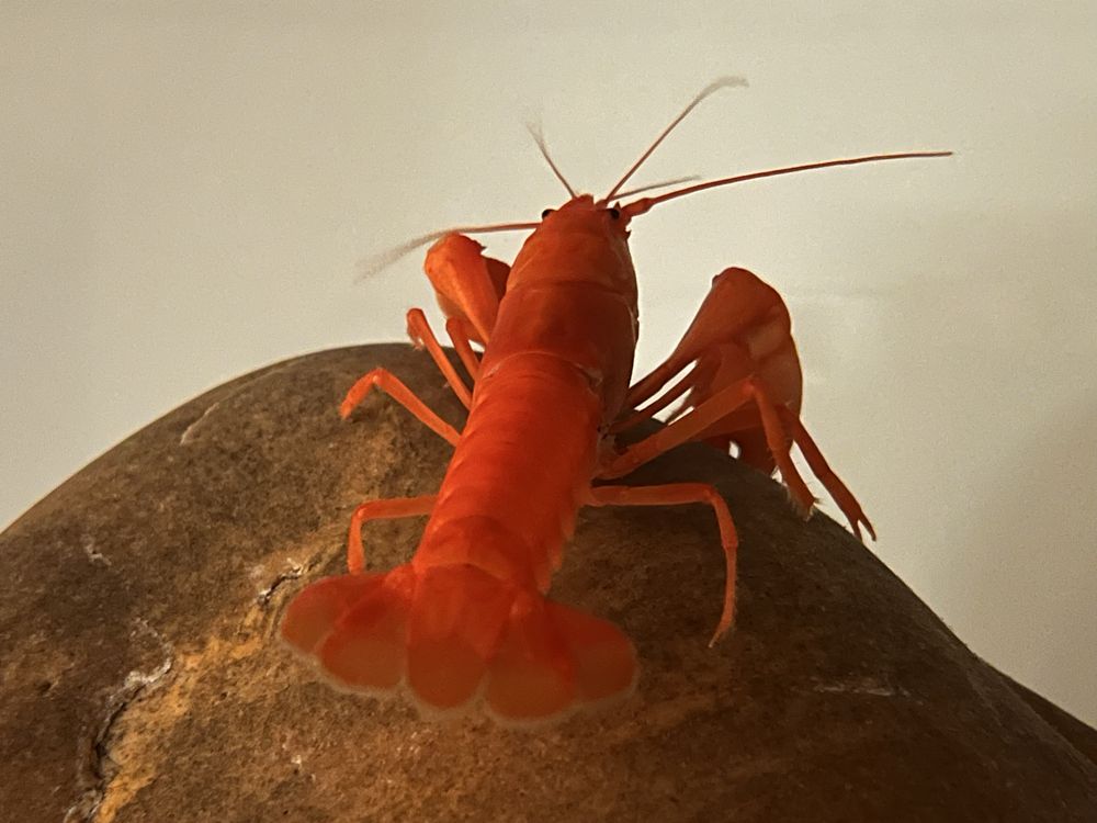 Cherax snowden Irianto red rak akwariowy