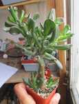 Красула овата голум (crassula ovata gollum)