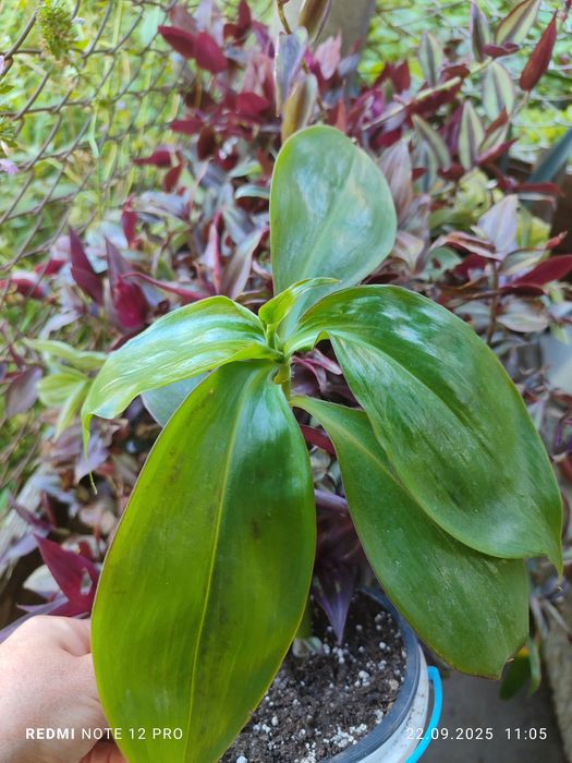 Традесканція розпродаж залишків