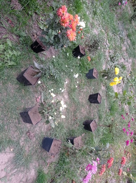 Продам хризантема мультифлора не сформовані кущіки