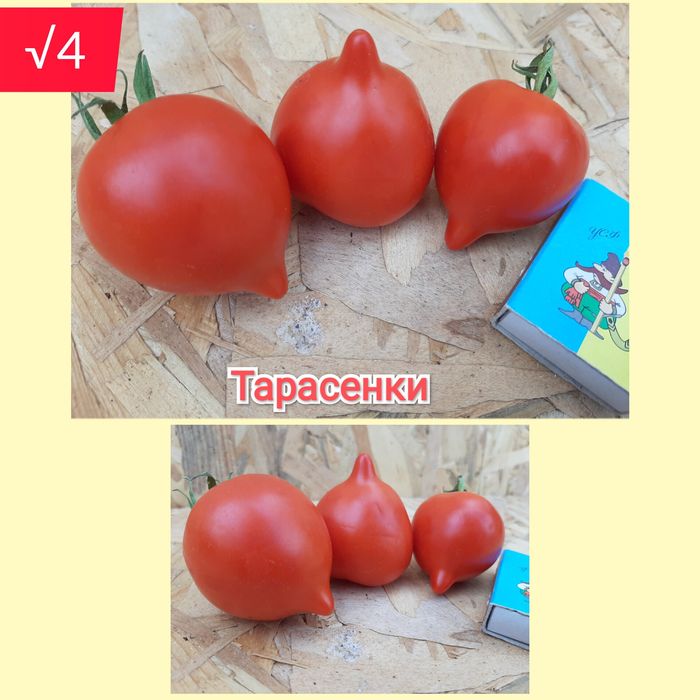 Семена помидор,перец,тыква,дыня,рукола