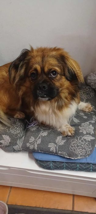 Pekinczyk młody pies do adopcji 3 lata