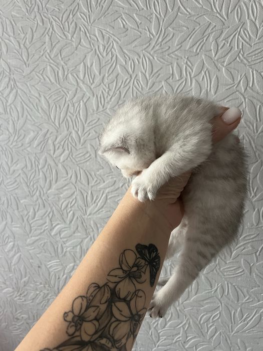 Кошенята сріблястої шиншили