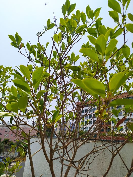 Árvore de Araça em vaso