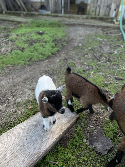 Casal de cabras anas