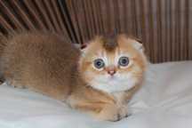 gatinho scottish fold golden