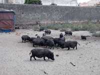 Venda de porcos Vietnamitas